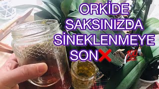 Orki̇de Saksisinda Si̇nek Görmek İstemi̇yorsan Bu Yöntemi̇ Dene Su Fisfislarken Abartiyomusun ?