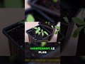 Ce que personne ne vous dit sur la profondeur de plantation #plants