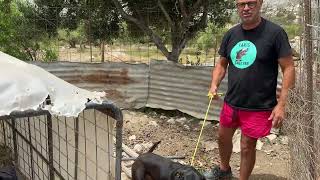 Freedom after 4 years in a dirty cage for a beautiful dog - Takis Shelter