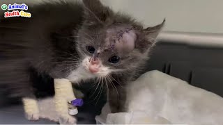 Am I too ugly to be loved? Poor kitten tearfully accepted human’s ridicule
