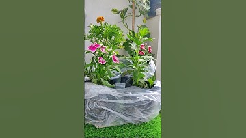 3 Winter flowering plants suggestion #shorts #youtube #gardening #shortsfeed #suggested #flowers