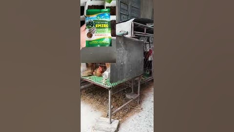 Men rắc chuồng gà khử mùi hôi Emzeo chuồng trại. Cách xử lý mùi hôi chuồng gà, làm đệm lót sinh học