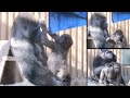 感動❕父と息子、お互いへの愛情が溢れる最高の瞬間⭐️ゴリラ Gorilla【京都市動物園】Momotaro's affection. The best moments of Dad and son.