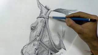 HORSE SKETCH WITH GRAPHITE PENCIL | TIMELAPSE