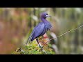 10 Most Beautiful Blue Colored Birds In The World