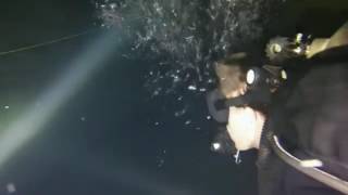 Blind Cave Salamander Documentary