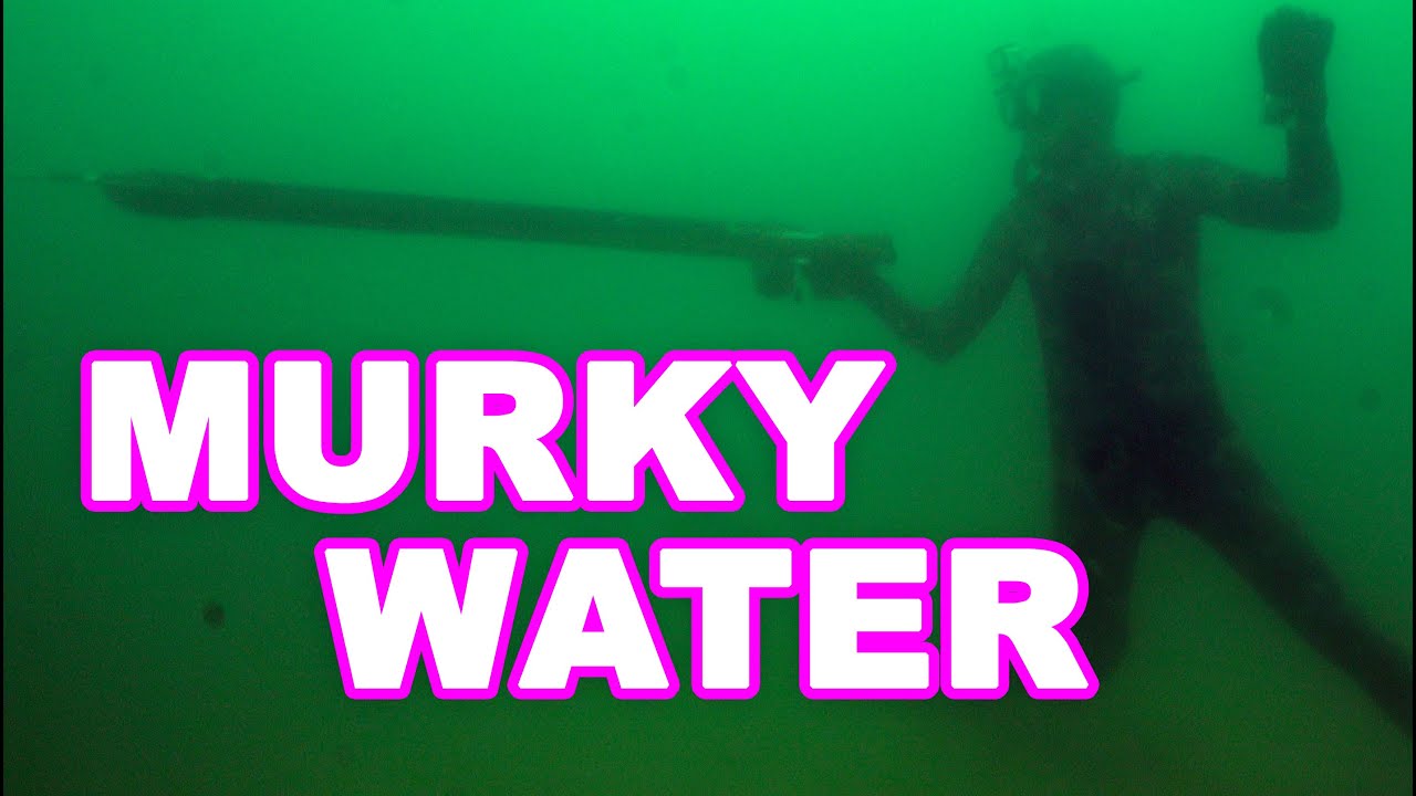 spearfishing one of the FASTEST fish (spanish mackerel)