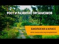 Рост и развитие организмов