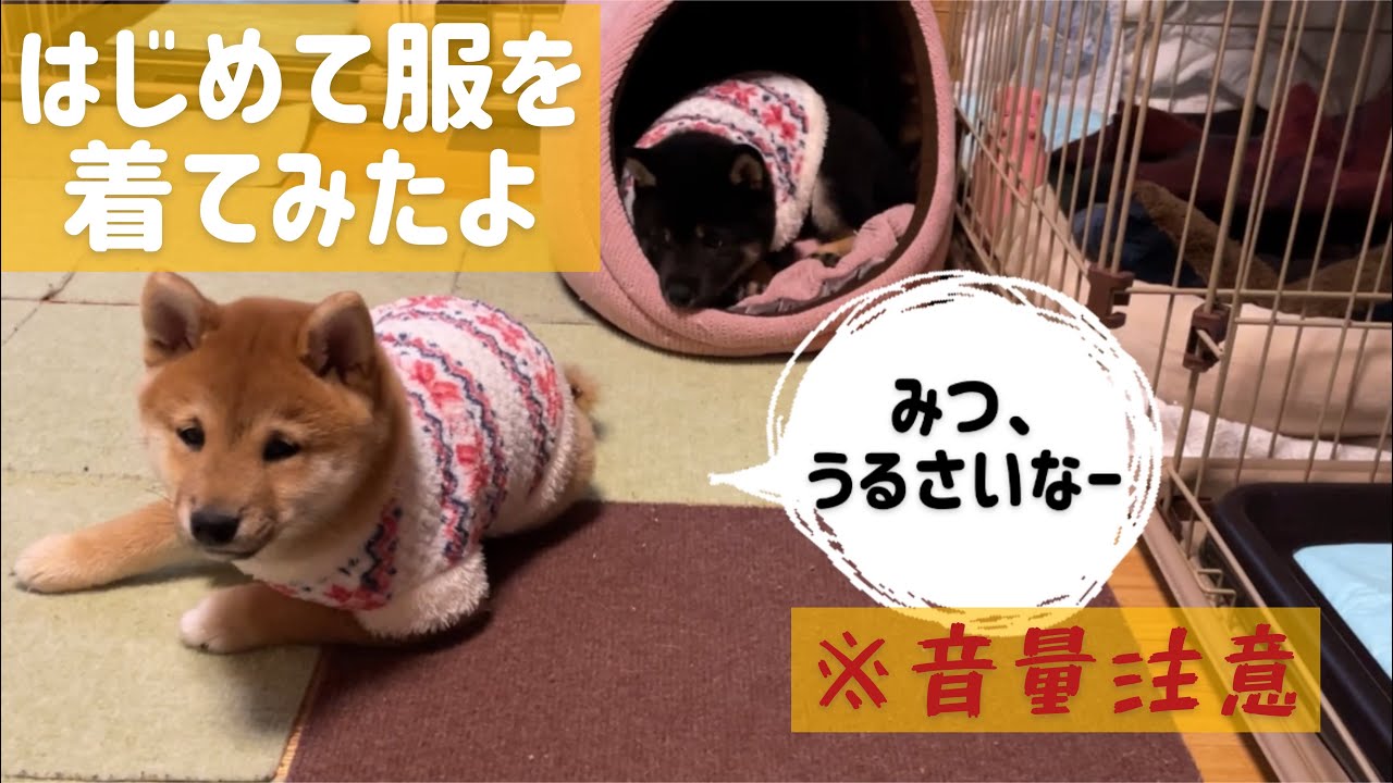 【豆柴子犬】はじめて服を着せてみたら！大興奮な子犬が大人しくなった☺️ YouTube