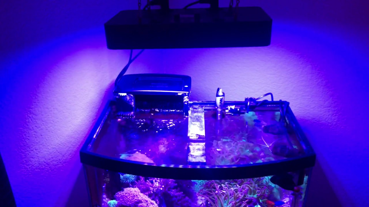 The Reef Novice “Black Box LED Coral Light” 1yr Review