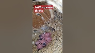 Java Sparrow Chicks Hatch / Java Finch Chicks