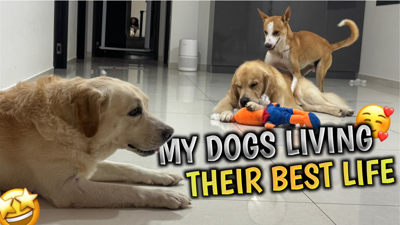 Just My Dogs Living Their Best Life 😍🐾