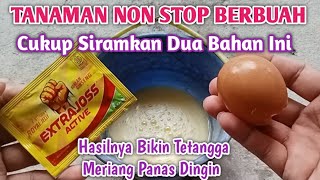Download Lagu Plants that bear fruit non-stop, just water them with these two ingredients. MP3