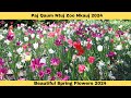 Paj qaum ntuj zoo nkauj  beautiful spring flowers in 2024