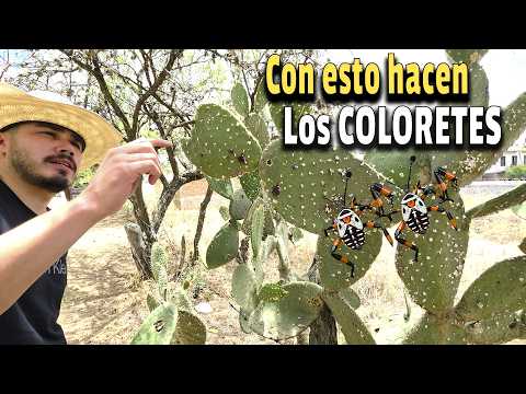 Cochineal, tantarrias and mesquites - The prickly pear plague - they use this to make lipsticks -...