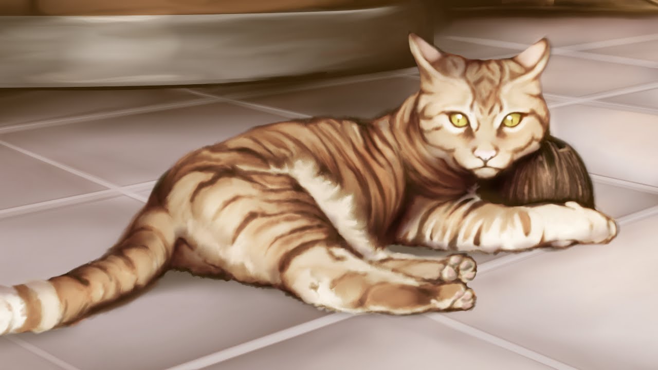 funny cats sleeping in weird positions compilation 2014 funnyplox Speed Drawing