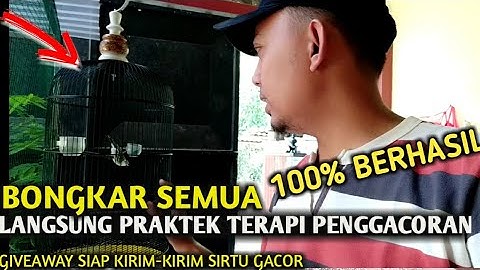 BONGKAR TERAPI ATASI Burung SIRTU MACET BUNYI Perdana TERAPI INI hanya ada di KANG ELVAN