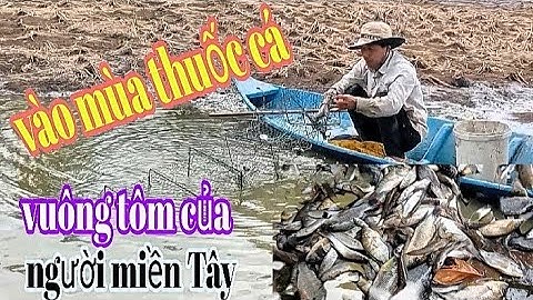 NGƯỜI MIỀN TÂY THUỐC CÁ VUÔNG TÔM || một công việc của người miền Tây vùng vuông tôm hàng năm ☺️☺️