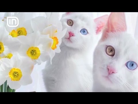 Video: 5 Racat Më Të Zakonshme Të Maceve
