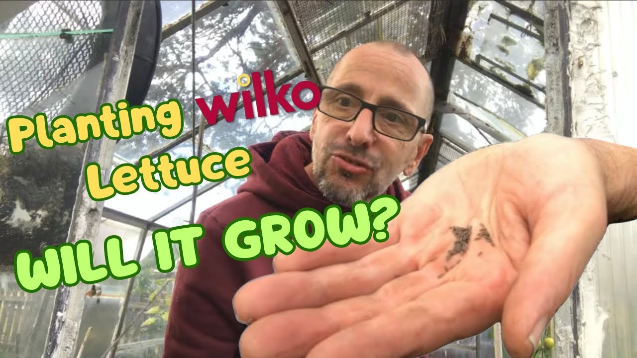 I Planted Wilko Lettuce. Will It Grow? Auckland Castle Veg Show.