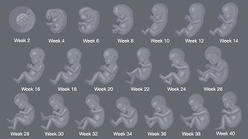 Birth Defects - What is a Birth Defect?