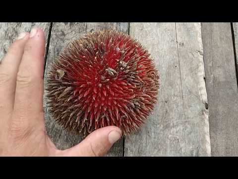 Durio dulcis - red durian tastes like peppermint chocolate (Durian merah, Marangan, Lahong)