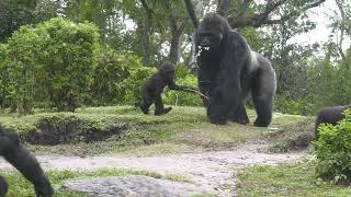 42 year old Alpha Silverback Gorilla with family