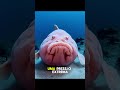 3 Animais ESTRANHOS #animais #natureza #curiosidades #viral #estranhas