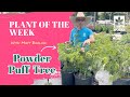 How to Plant: Powder Puff Tree Habits and Care