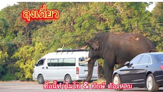 Ep.431 คลิปนี้มีคำตอบ.!! ลุงเดี่ยว ทำไมพลายโยโย่ & พลายยักษ์ ต้องหลบ#เขาใหญ่#wildlife #nature #ช้าง