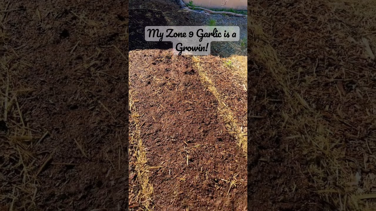 Garlic growing in Zone9 