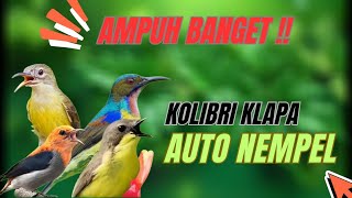 Suara Pikat Burung KOLIBRI KLAPA Ribut Terancam Paling Ampuh.