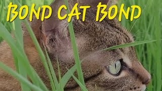 BOND CAT BOND 😼💪