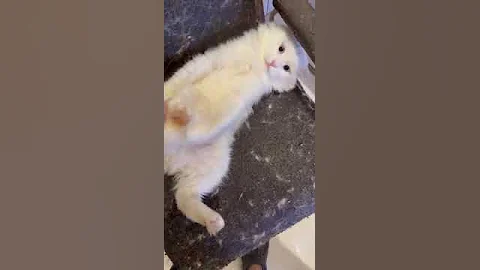 Video 5952541: turkish angora, rescue cat adoption, cat feline