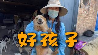生病的小狗被治愈后，每天冒死也要迎接主人！\After being cured, the sick puppy bravely greeted its owner every day!