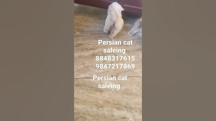 Watch the video about Persian cat saleing in Trivandrum male and female