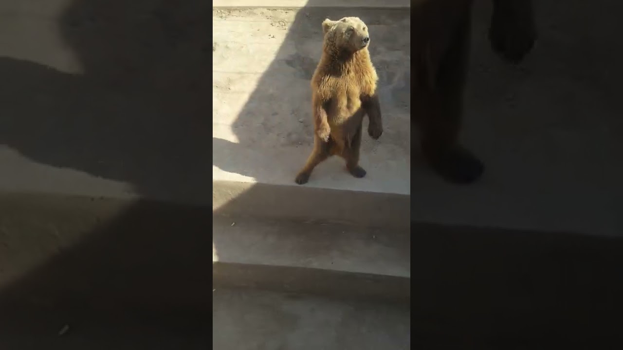 Ayiq ikki oyoqda yurishni yoqtiradi. Medved. bear. 