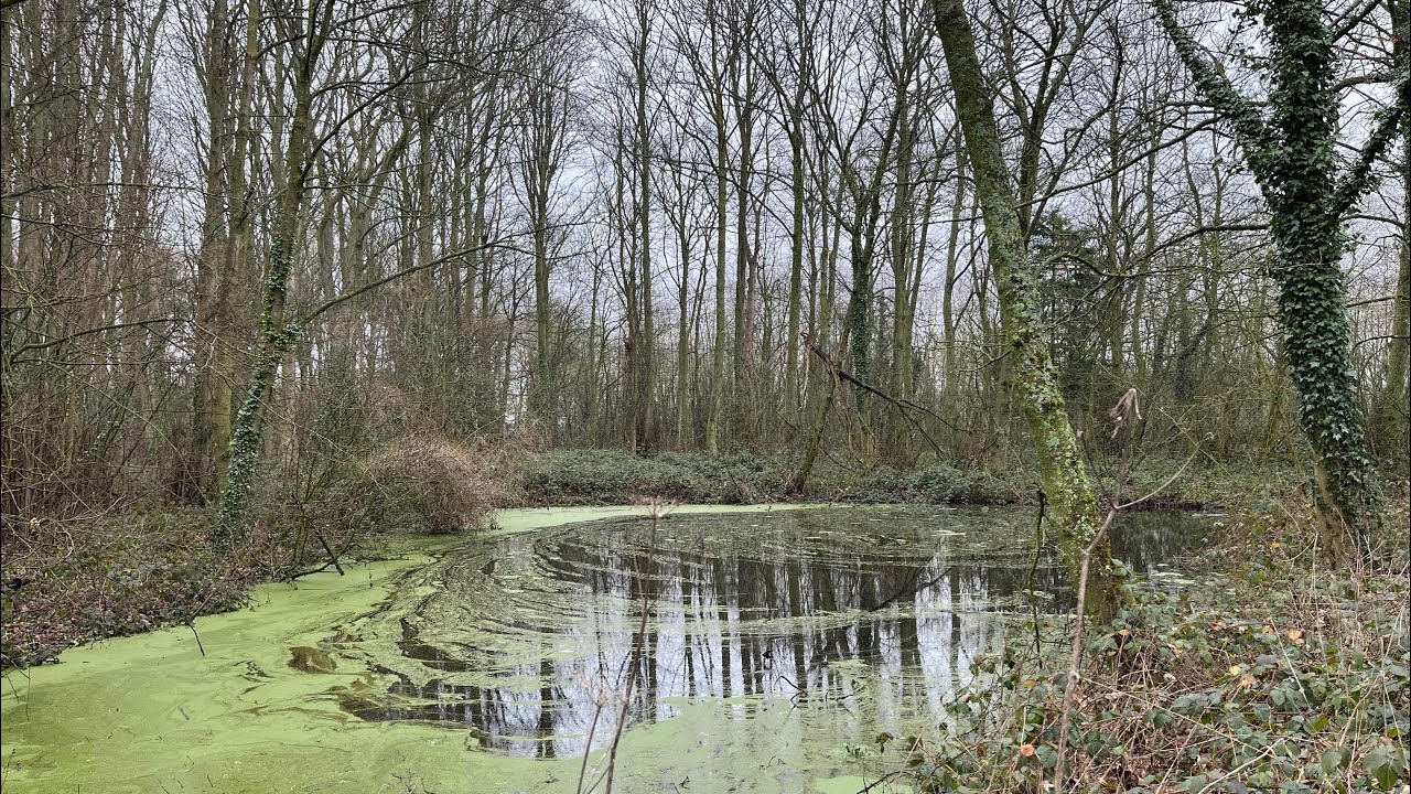 Weekly walk #43 Mosey Mere, The National Forest | ASMR | No Music | Nature Sounds