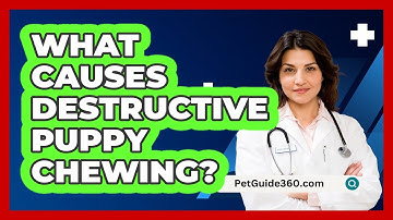 What Causes Destructive Puppy Chewing? - PetGuide360.com