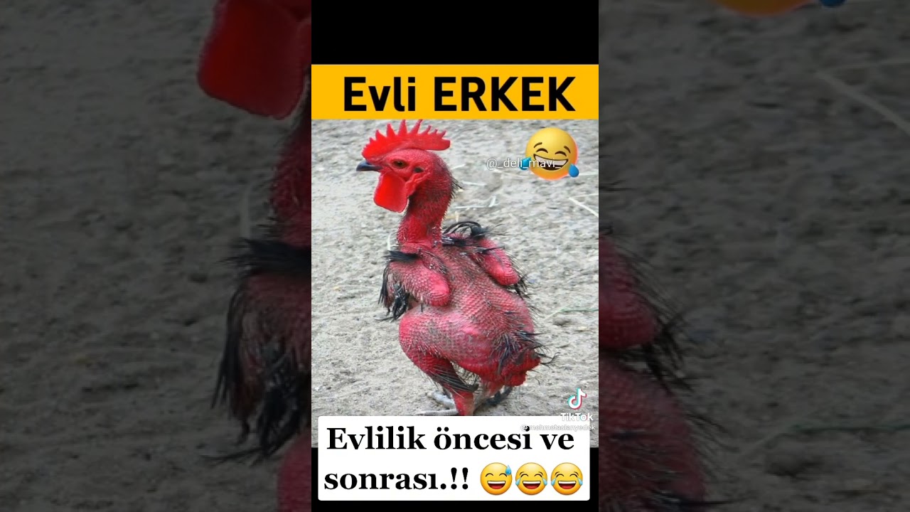 kız bozma videoları hayat ağacı izle