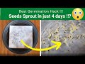 Seed Planting Techniques for Young Seedlings