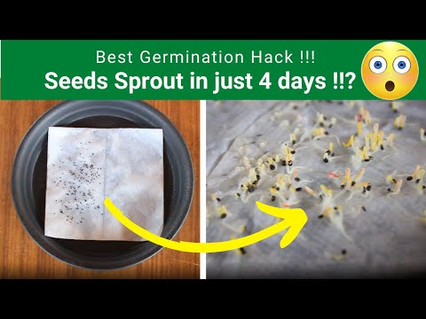 Video: Baby's Breath Seed Propagation - Lub Tswv Yim Rau Kev Loj Hlob Me Nyuam Ua Tsis Taus Los Ntawm Cov Noob