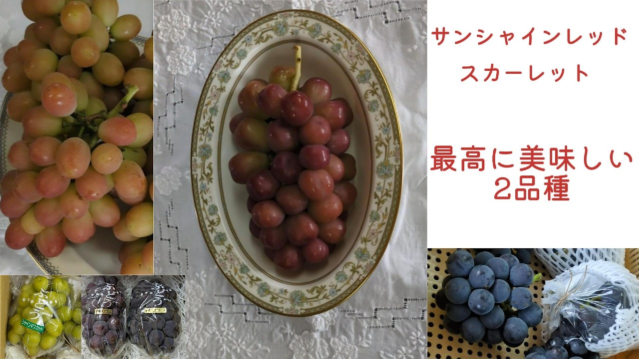 044 2026年8月21日・20日撮影 あなたはサンシャインレッド