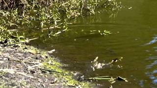 Frogs Jumping in Pond Slow Motion