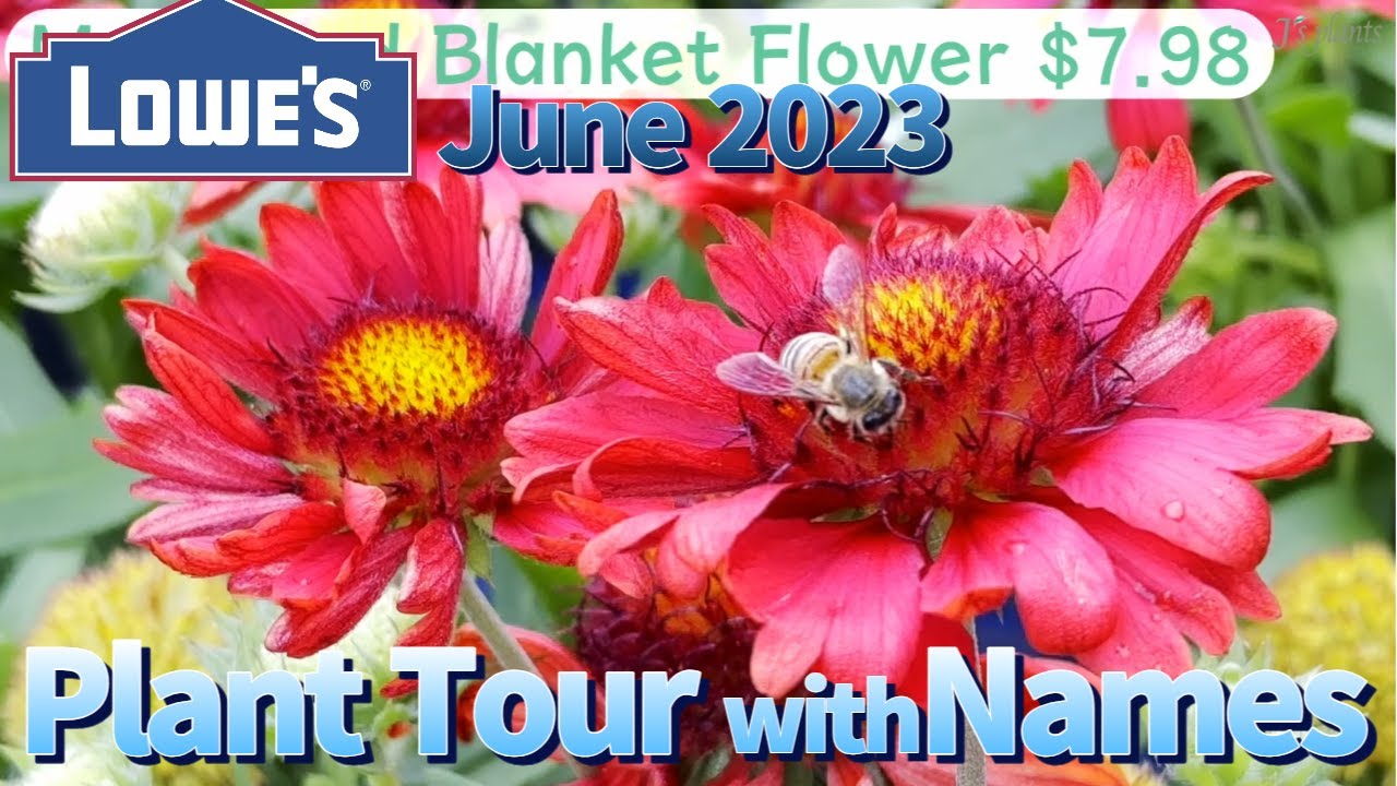 Plant Shopping June 2023 Plant Tour With Names Relaxing Music Lowe s Plant Shopping June 2023 Plant Tour With Names Relaxing Music Lowe s