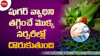 Insulin Plant in Telugu | Insulin Plant for Diabetes in Telugu | షుగరు ఉన్నవారు రోజు తినవలసిన ఆకు