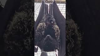 Critically Endangered Livingstone's fruit bat birth