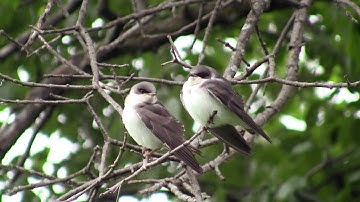 Tree Swallows on 6-24-2011