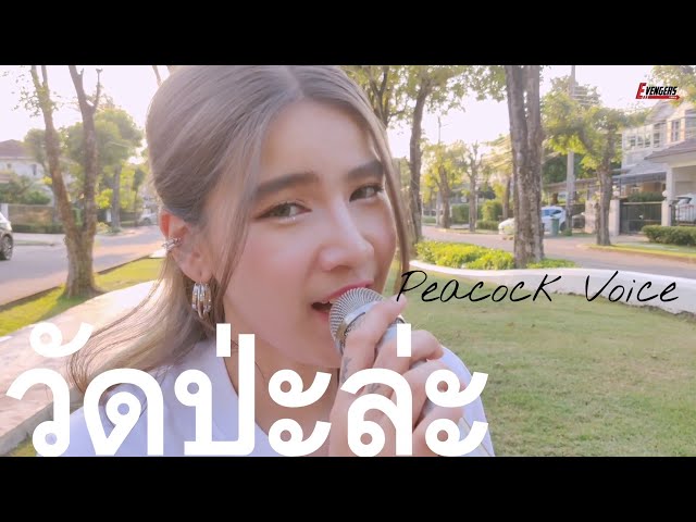 วัดป่ะล่ะ : Peacock Voice - Youtube Video Cover Image