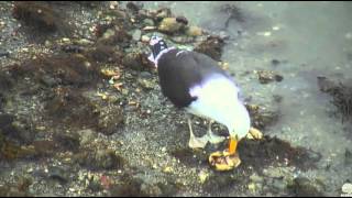 Great Black Backed gull eating crab. Boathouse Osprey cam. 08 May 2016